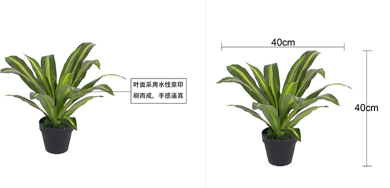 15葉單枝新黃心巴西